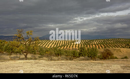 Uliveti nella campagna andalusa con nuvoloso sopito le montagne della Sierra Nevada in backgroud. Santa Fe, Spagna Foto Stock