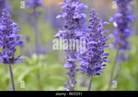 Blooming bugleweeds blu Ajuga Foto Stock