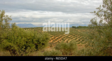 Uliveti nella campagna andalusa con nuvoloso sopito le montagne della Sierra Nevada in backgroud. Santa Fe, Spagna Foto Stock