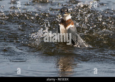 Femmina belted kingfisher rising con pesce dopo immersione di successo Foto Stock