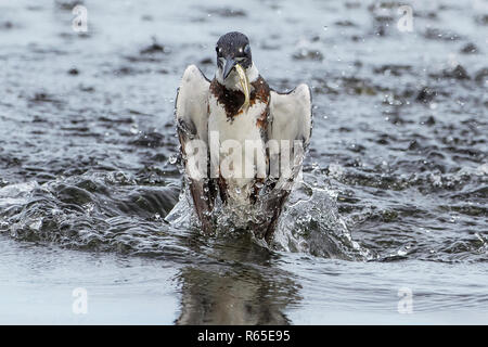 Femmina belted kingfisher rising con pesce dopo immersione di successo Foto Stock