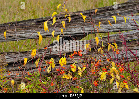 Split-rail recinzione e autunno bacche, Manitoulin Island, Ontario, Canada Foto Stock