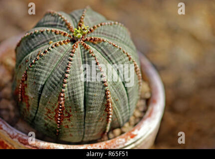 Ricci di mare di euforbia Euphorbia obesa in pentola Foto Stock