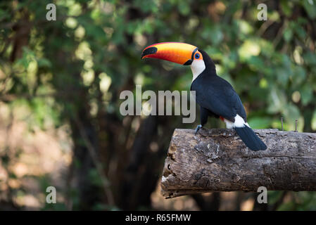 Trasduttore Toco toucan nel profilo sul registro segato Foto Stock