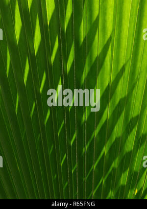 Ombre su una foglia di palma Foto Stock