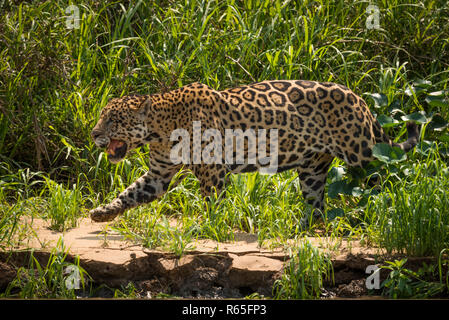 Jaguar a piedi attraverso l'erba lungo la riva del fiume Foto Stock