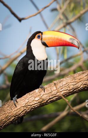 Trasduttore Toco toucan nel profilo sul ramo di sole Foto Stock