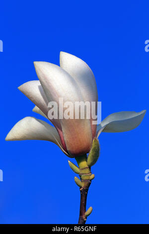 Fiore di magnolia sprengeri nella parte anteriore del cielo blu Foto Stock