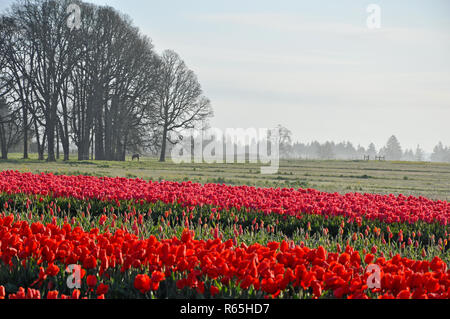 Campi di Tulipani su foschia mattutina Foto Stock