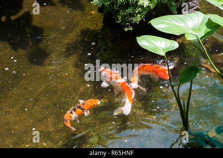 Tre pesci Koi close up Foto Stock