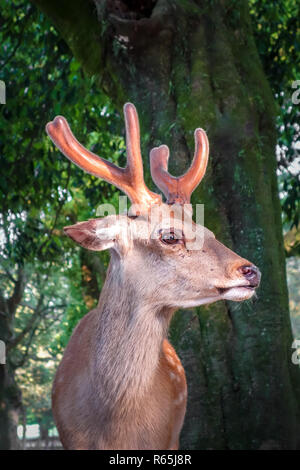 Cervi Sika a Nara il parco forestale, Giappone Foto Stock