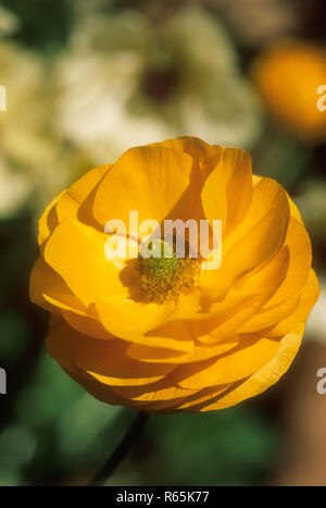 PRIMO PIANO DI GIALLO FIORE RANUNCULUS Foto Stock
