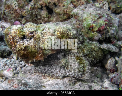 Un diavolo Scorfani (Scorpaenopsis diabolus) nell'Oceano Indiano Foto Stock