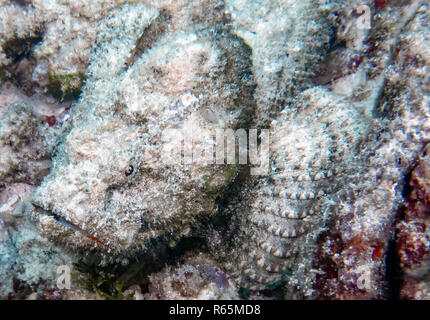 Un diavolo Scorfani (Scorpaenopsis diabolus) nell'Oceano Indiano Foto Stock