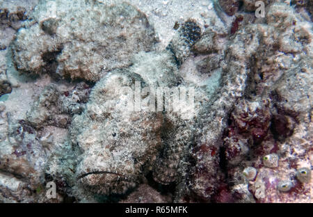 Un diavolo Scorfani (Scorpaenopsis diabolus) nell'Oceano Indiano Foto Stock