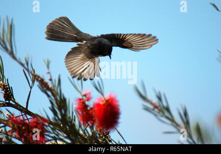 Willy Wagtail (Rhipidura leucophrys) visto qui in volo è un uccello passerine nativa per l'Australia. Western Australia. Foto Stock