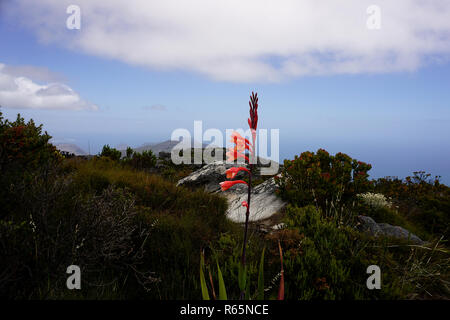 Fiore sulla table mountain nei pressi di Città del Capo Foto Stock