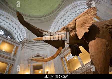 Lo Smithsonian, il Museo Nazionale di Storia Naturale rotunda elephant Foto Stock