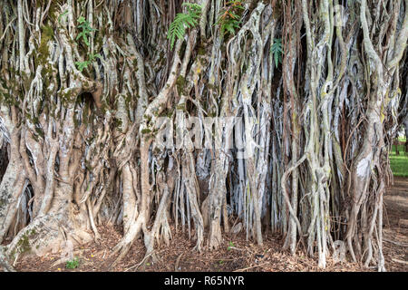 Hilo, Hawaii - Le radici di un grande banyan tree in downtown Hilo. Foto Stock