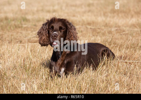 Un lavoro di pedigree Cocker Spaniel in un campo in estate Foto Stock