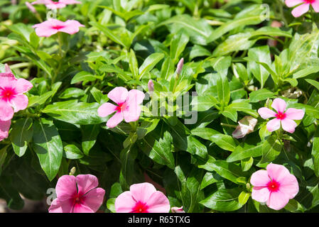 Pervinca fiori e boccioli close up Foto Stock