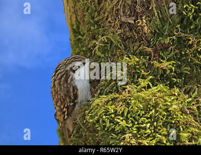 Superriduttore certhia brachydactyla su albero di fronte blu cielo Foto Stock