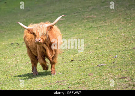 Vacca scozzese in una radura Foto Stock