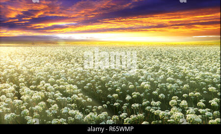 Bella foto con fiori freschi e Sfondo nuvola Foto Stock