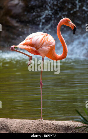 Un colpo di un Flamingo. Foto Stock