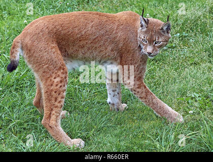 Lynx Lynx lynx in erba Foto Stock