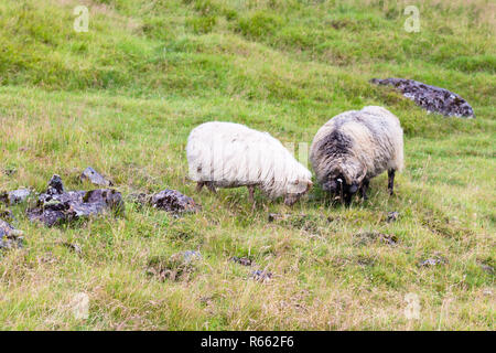 Due islandese di pecore sul prato in Islanda Foto Stock