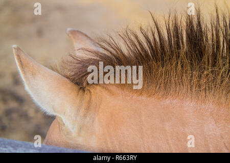 Cavallo le orecchie e mane allo zoo Foto Stock