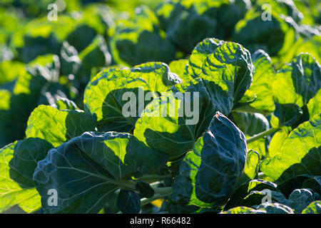 Produzione biologica di cavoli su una trama vegetale con bassa sole che splende attraverso le foglie Foto Stock
