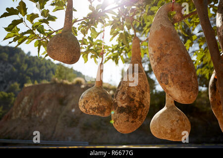 Forma strana calabash gourd appesi dall'albero al sole, Spagna 2017 Foto Stock