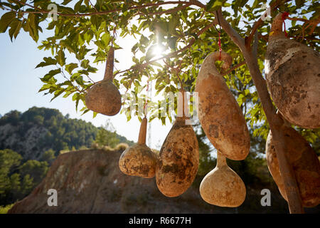 Forma strana calabash gourd appesi dall'albero al sole, Spagna 2017 Foto Stock