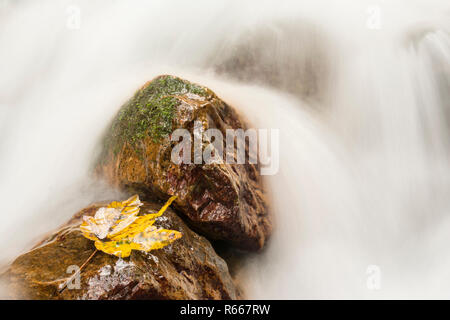 Dettaglio a cascata con foglie di colore giallo sul bagnato pietre, close up dettaglio shot Foto Stock