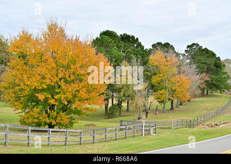 Alberi cambiando in colori autunnali dietro un gruppo cancellata lungo un paese back road in South Alabama, Stati Uniti d'America. Foto Stock