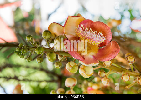 Cannonball fiore (Couroupita guianensis) sulla struttura ad albero Foto Stock