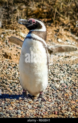 Diffondere le tue ali Foto Stock