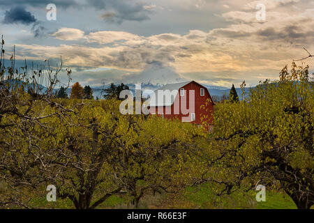 Granaio rosso a pera Orchard Foto Stock