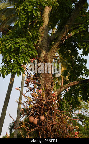 Il Couroupita guianensis palla di cannone tree è un nativo delle foreste pluviali del Sud e America centrale. Questo è fiorente nel centro di Cairns Foto Stock