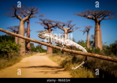 Camaleonte e baobab Foto Stock