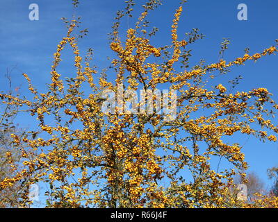 Il Crab Apple chiamato 'Malu Golden Hornet' è un prolifico varietà con rami carichi di frutti che glow giallo burro contro un autunno blue sky. Foto Stock