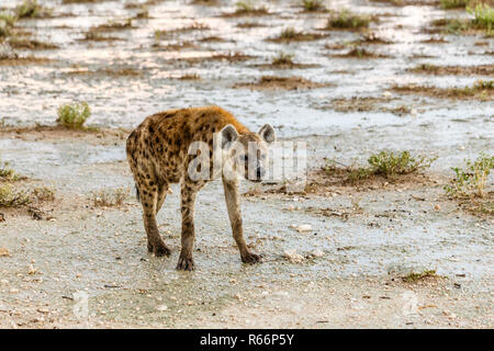 Spotted hyena,mocks iena,crocuta crocuta Foto Stock