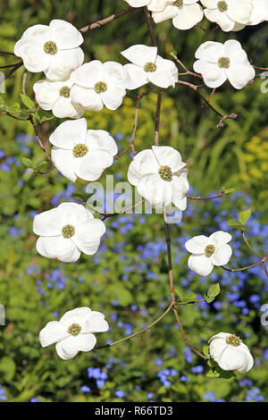 Ramo di fioritura della nuttall sanguinello cornus ascona Foto Stock