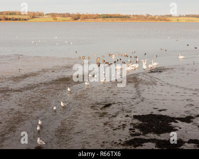 I cigni, oche, uccelli, anatre mare marea animali fuori il paesaggio della costa di sabbia mudflat di fango Foto Stock