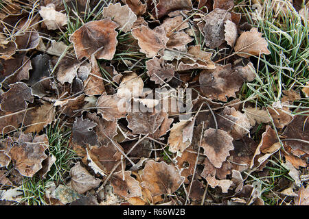 Tappeto di foglie secche colorate in autunno nel sottobosco Foto Stock