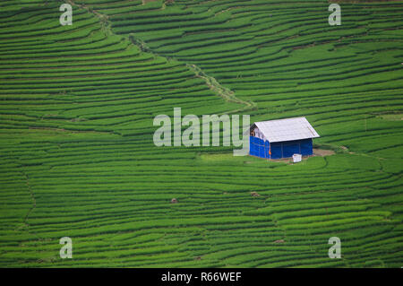 Borghi colorati in infinite risaie degli altipiani centrali del Vietnam || i campi di riso e lonely house || risaie del Vietnam Foto Stock