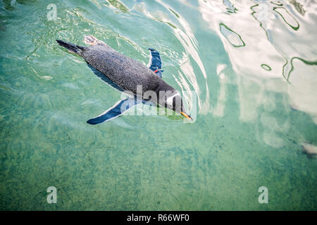 Piccolo Pinguino al nuoto in acqua Foto Stock