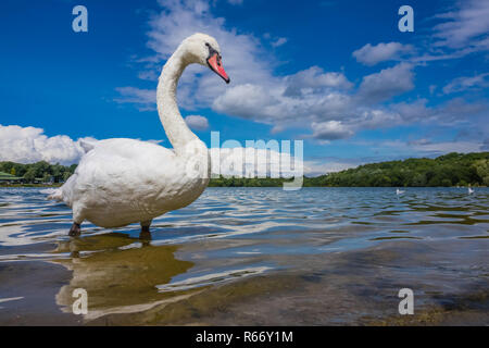 Large White Swan sul lungolago Foto Stock